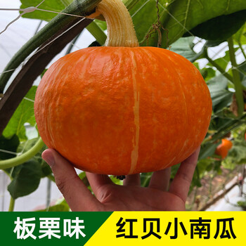 颜集卉红贝贝南瓜种子板栗高产香甜小金瓜种籽春季四季阳台农家蔬菜种