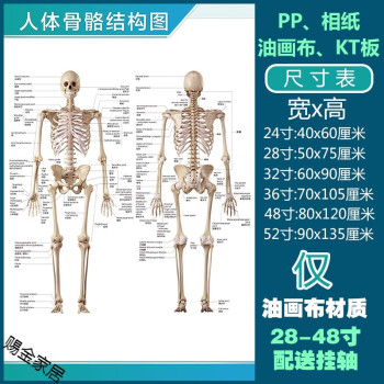 人体解剖彩色学骨骼结构图神经肌肉五脏六腑淋巴示意解刨器官挂图人体