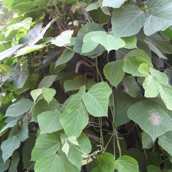 葛藤种子护坡种籽百花银背藤野葛根边坡绿化藤本植物沙土巩固爬藤葛藤