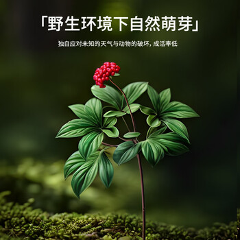 北京同仁堂【年货礼品】人参林下山参礼盒1.51-2.5g/B 整枝15年以上野山参 泡酒 滋补品送父母长辈送礼