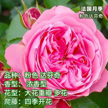 花苗藤本月季大苗庭院爬藤植物浓香型玫瑰阳台带花卉盆栽 粉色达芬奇