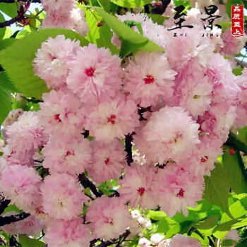 樱花树苗嫁接日本樱花苗阳光樱染井吉野盆栽樱花小苗晚樱早樱学校道路