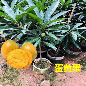 花姬 蛋黄果苗正宗鸡蛋果树苗狮头果仙桃水果树苗盆栽地栽带土带叶