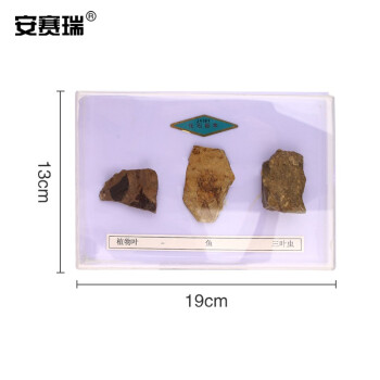 安赛瑞 化石标本（3种）科学地理配套石头化石 科普展示教学仪器教具 初高中实验器材 601371