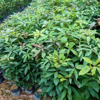 正宗海南四大名木树苗名贵苗木金丝楠木苗盆栽绿植t0金丝楠苗3040cm不