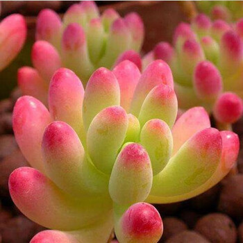 soumiety自家多肉植物球松室内桌面绿植盆栽创意超萌多肉肉嘟嘟新款