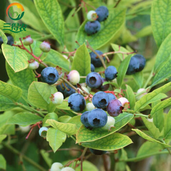 营养袋发货当年种植结果快带土带叶子发货 2年苗蓝莓(矮化多枝)