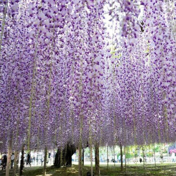 紫藤树苗庭院花紫藤花苗 花草藤本花别墅绿化花卉树苗 "九尺"超长穗