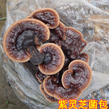 食用观赏活体灵芝盆景盆栽蘑菇灵芝菌包菌种灵芝种植灵芝苗盆栽紫灵芝