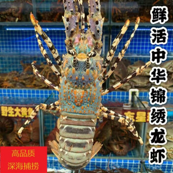 中华锦绣大龙虾鲜活速冻澳洲花龙新鲜生冻水产冰鲜海虾14斤25斤只182