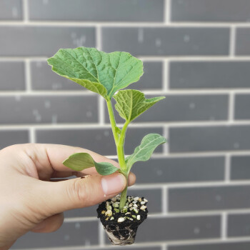 巨型超大葫芦种子原种籽莲花头巨型大亚腰葫芦盆栽爬藤观赏庭院 m3