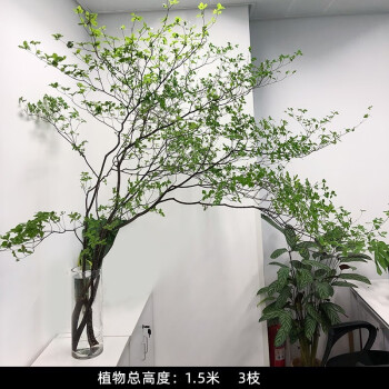 水培植物日本品类吊钟鲜切枝条马醉木室内插花水培落地植物花卉简约