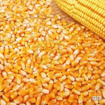 50斤农家自产喂鸡鸭鹅钓鱼兔子打窝饲料干包谷黄玉米粒 100斤干玉米粒