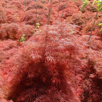 羽毛枫树羽枫苗木庭院植物日本红枫苗蝴蝶枫树苗稻叶红羽毛枫苗3公分