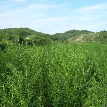 新青蒿种子香蒿白蒿草蒿廪蒿茵陈蒿邪蒿苹蒿黄花蒿种子一斤