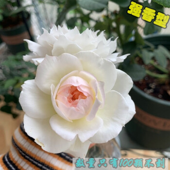 四季开大花浓香月季花苗伊芙婚礼之路纯白色玫瑰盆栽阳台观花植物