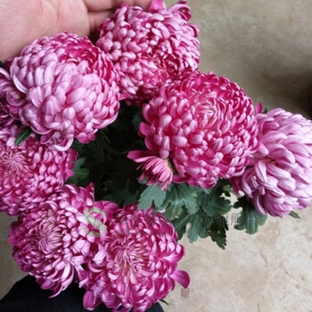 室内阳台绿植花卉 观花植物 九月大菊花 狮子头紫绣球 不含盆