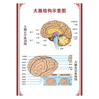 人体骨骼图大挂图器官示意图内脏结构图穴位图人体肌肉解剖图海报大脑