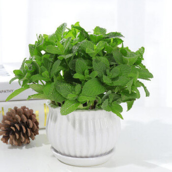 采缇薄荷盆栽可食用室内水养驱蚊水培植物迷迭香草办公室桌面花卉绿植