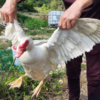 闽南正番鸭三年黄皮老鸭子肉整只红脸土鸭白鸭炖汤整鸭广纳力驰活体55