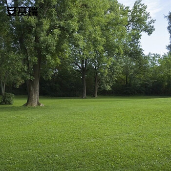 安赛瑞 草坪种子 四季青草籽实验田区护坡1kg高羊茅早熟禾黑麦草混播草种 机场用耐寒耐 531031
