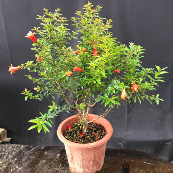 络咚棠阳台庭院盆栽抹草苗仙草苗潮汕红花仙草喜事绿植家居吉祥植物
