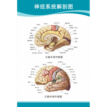 医院科室挂图头部脑神经人体解剖结构示意图大脑血液循环医学挂图神经