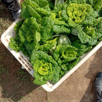 今年早茬黄心菜菊花菜乌塌菜黄心乌菜万亩基地直发新鲜现摘5斤