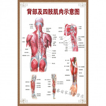 医院全身人体肌肉骨骼器官内脏解剖大挂图男性肌肉分布图海报横版背部