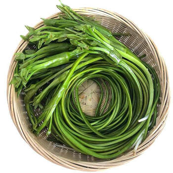 云南特产新鲜蔬菜现摘大理洱海泸沽湖水性杨花菜海菜花海白菜水性杨花