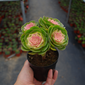 麦桑荷多肉植物稀有品种彩色红心法师药锦老桩超大室内阳台盆栽花满