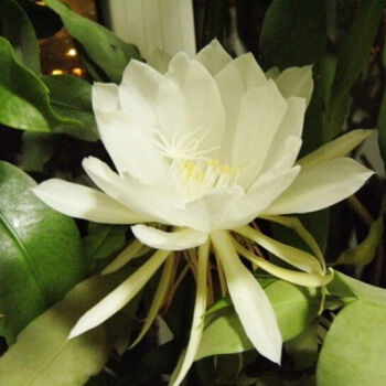 络咚棠轻奢昙花盆栽昙花苗室内室外地栽盆栽花卉阳台庭院植物一现货好