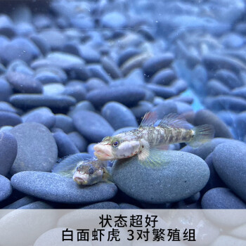 鱼小型淡水白面溪流吻虾虎鱼好养耐活热带观赏鱼白面虾虎3对3545cm