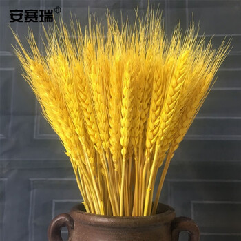 安赛瑞 麦穗干花 小麦麦子花束开业大麦展厅田园装饰拍摄道具天然麦穗 长约60cm 金黄色 150支 531004