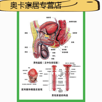 人体器官结构挂图人体内脏结构解剖示意图医学宣传挂图