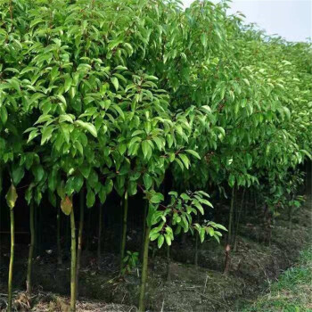 香樟树苗龙脑香樟木树庭院绿化树小苗盆景四季常青香樟苗3050厘米高
