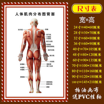 医院科室挂图 人体骨骼结构图肌肉解剖图解大挂图全身图谱医院骨科