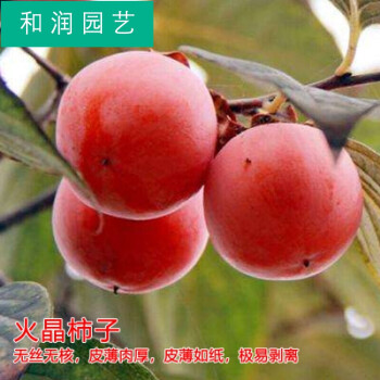定制广西甜脆柿子树苗次郎恭城水柿嫁接良种苗木果树木苗南方北方火晶