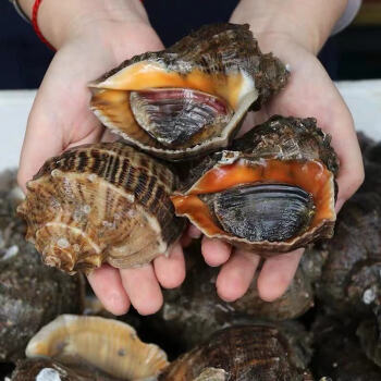 海螺新鲜鲜活大海螺全国海鲜水产贝类花螺小螺小海螺超大海螺一斤5只