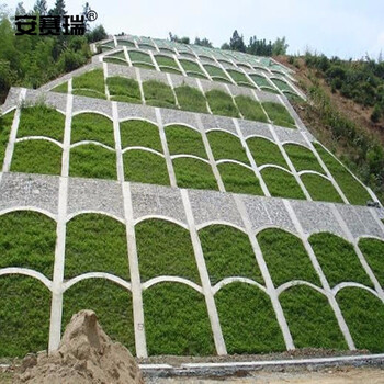 安赛瑞 草坪种子 四季青草籽实验田区护坡1kg高羊茅早熟禾黑麦草混播草种 机场用耐寒耐 531031