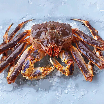 流连湾阿拉斯加帝王蟹鲜活海鲜俄罗斯水产超大螃蟹活的皇帝蟹310斤蟹