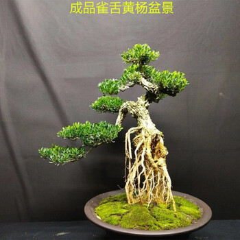 雀舌黄杨皱皮小叶黄杨苗造型名贵盆景树苗石柳苗盆栽室内常青精选小苗