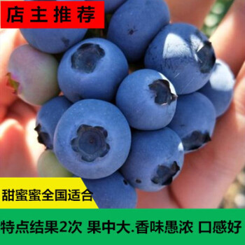 地栽特大南方北方阳台种植蓝莓树苗 甜蜜蜜【六年苗明年结果三斤】 40