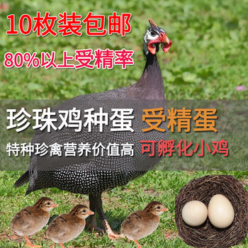 10枚纯种珍珠鸡种蛋受精蛋可孵化蛋土鸡观赏受精卵孵化小鸡蛋