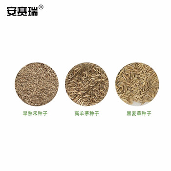安赛瑞 草坪种子 四季青草籽实验田区护坡1kg高羊茅早熟禾黑麦草混播草种 机场用耐寒耐 531031