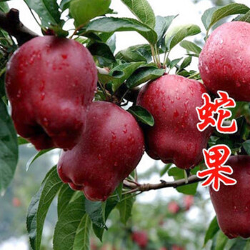 苹果苗地栽庭院室外糖心红肉苹果南方北方种植果树苗蛇果8年苗结果苗