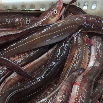 新鲜野生鳗鱼整条冷冻海鲜大海鳗七星曼鱼段铁板烧食材水产批发欧因