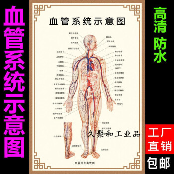 解剖图全身器官内脏构造分布示意图医学骨骼结构解剖挂画 血管示意图