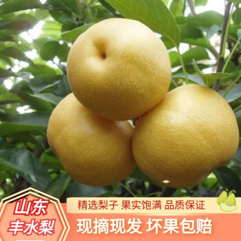 现货速发现摘现发新鲜丰水梨秋月梨当季精选孕妇水果鲜嫩多汁精选梨子