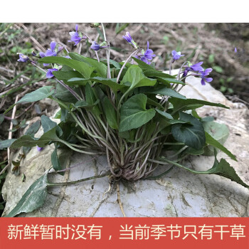 伟博 犁头草500g新鲜紫花地丁现采草药材犁嘴草玉如意草铧头草